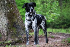 german shorthaired pointer