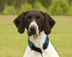 short haired german shorthaired pointer